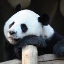 판다 이미지