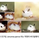 달팽이