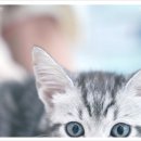 대구고양이분양 도로시펫 | 고양이 분양은 대구고양이분양 도로시펫과 함께해요