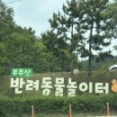 반려동물놀이터 | 목포 애견동반| 부주산 반려동물 놀이터 이용 후기(무료)