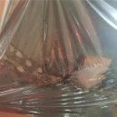 클린카워시 이미지