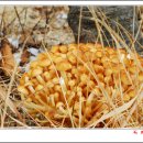 황금버섯 이미지