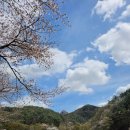 마이산 | [100대명산] 25년 마지막 벚꽃 보러 다녀온 마이산 후기(탑사 ~ 매표소 코스)