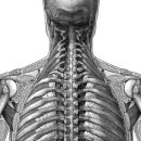 posterior longitudinal ligament(뒤세로인대) 이미지