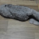 라쿤샾