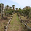 비체올린 이미지