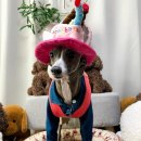 멍스타그램 이미지