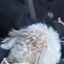 금정식당 | 부산 범어사 애견동반 가능할까? 산책코스 후기 + 금정산장 강아지 동반 식당 추천