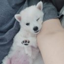 60계치킨경기연천전곡점 네이버블로그