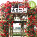 삼문동둔치주차장 | 밀양 갈만한곳 밀양장미공원 장미원 주차장 개화상황 5월 경남 여행