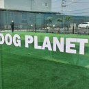 독플래닛 | 의정부 애견카페 실내 애견운동장 독플래닛 방문 후기