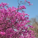 (일요산행)(3/31) 부천 원미산에 동아리님을 초대합니다 이미지