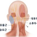 후두신경통 원인 및 증상 치료법 : 뒤통수와 귀 뒤쪽의 찌릿한 통증 이미지