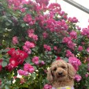 누가꽃이개 이미지