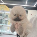 행복한강아지 이미지