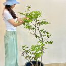 나나비 플라워