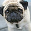 파트라슈 이미지