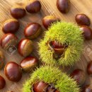 초겨울ㅡ동치미 이미지