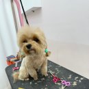 멍미살롱 이미지