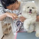 정애견미용학원 네이버블로그
