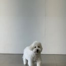 어반퍼피 이미지