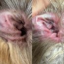 Dr.DOG 동물의료센터 | 세심하고 전문적인 강아지 말라세지아 감염 외이도염 치료 일산 동물의료센터 Dr.DOG