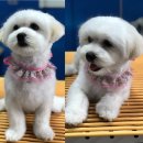 소문난 강아지 이미지