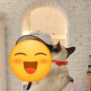 오묘 고양이카페호텔미용 이미지