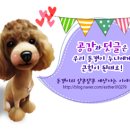 coco puppy 이미지