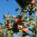 내머리어때 이미지