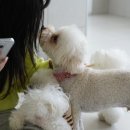 부산애견호텔 강아지유치원 펫퍼센트&코모네하우스 이미지