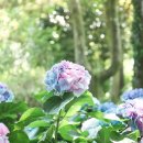 카멜리아힐 이미지