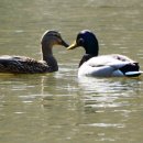 청둥오리 이미지