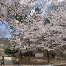 아미종합상사 | 220403 벚꽃 구경