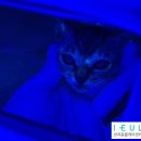 서래동물병원 이미지