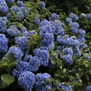 한려수도 다찌 | 통영 6월 국내여행 추천 [1일차] :: 통영 루지 · 케이블카 코스, 쯔양 맛집 다찌집 해녀해물다찌