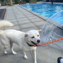 제주도 펜션 디어노이 | 제주도 디어노이 펜션 모녀여행 수영장 후기