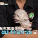 펫샵 이미지