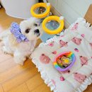 데일리로(DailyRo) 이미지