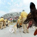 stadium of dogs 이미지