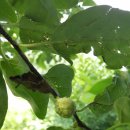 은행나무 농장 이미지