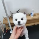 또오개 이미지
