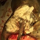 피닉스 동물병원 이미지