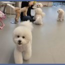개린이보호구역 | 화성애견카페 개린이보호구역, 강아지들의 안전한 놀이터와 품격있는 뷰티 케어를 선사
