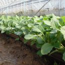 정식농장 이미지