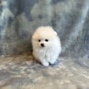 도그마루 강아지 고양이 분양 여주·원주점 이미지