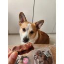 대한견식 이미지