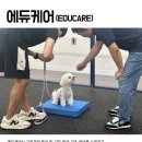 엔젤짐 반려견 아카데미 이미지