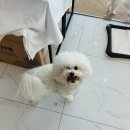 DOG ENT. 도그이엔티 이미지