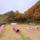 고매로43번길 | 용인 강아지어질리티 훈련 3주차 후기: 디테일컬리지 야외 코스 도전